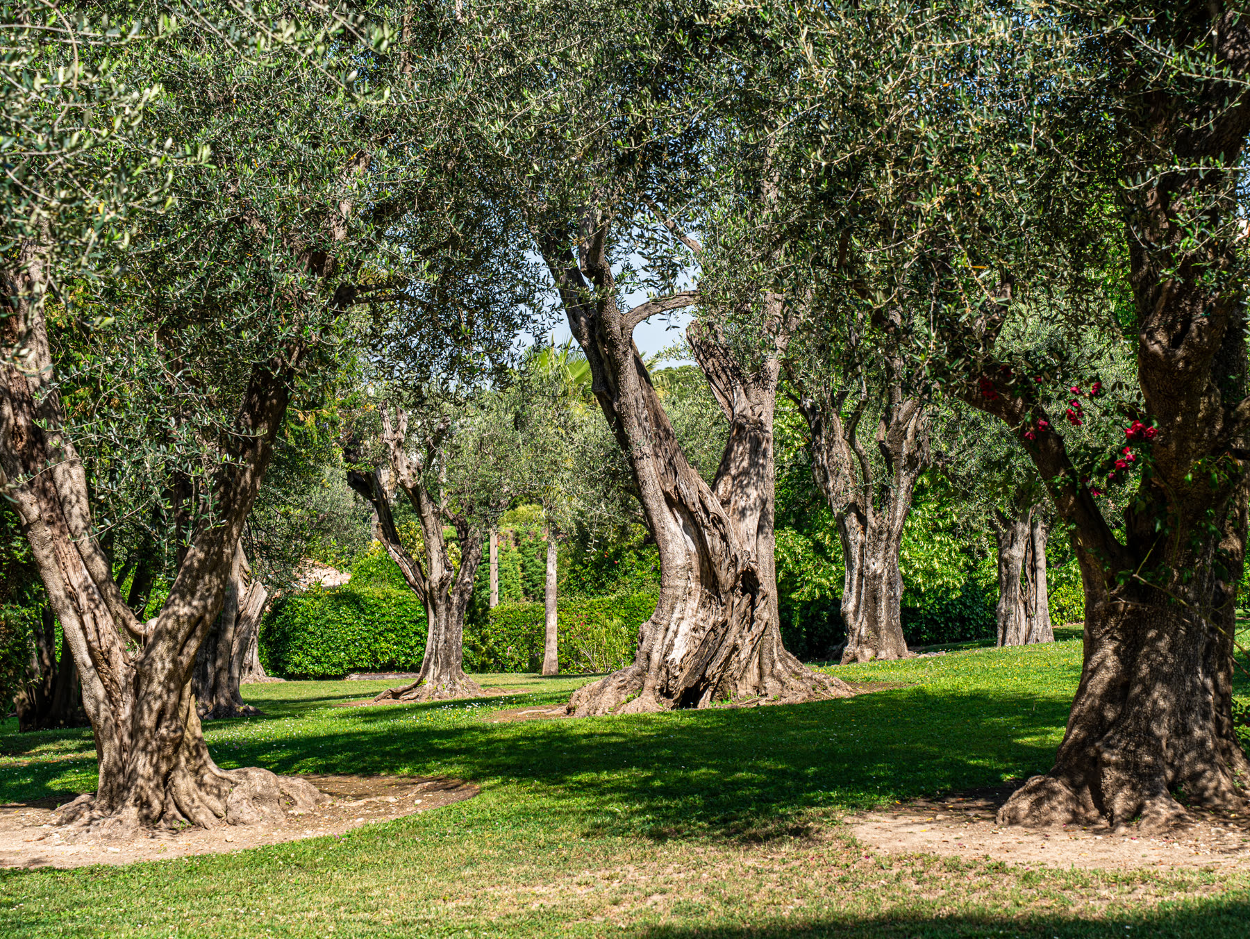 Olive grove lawns in the residence garden