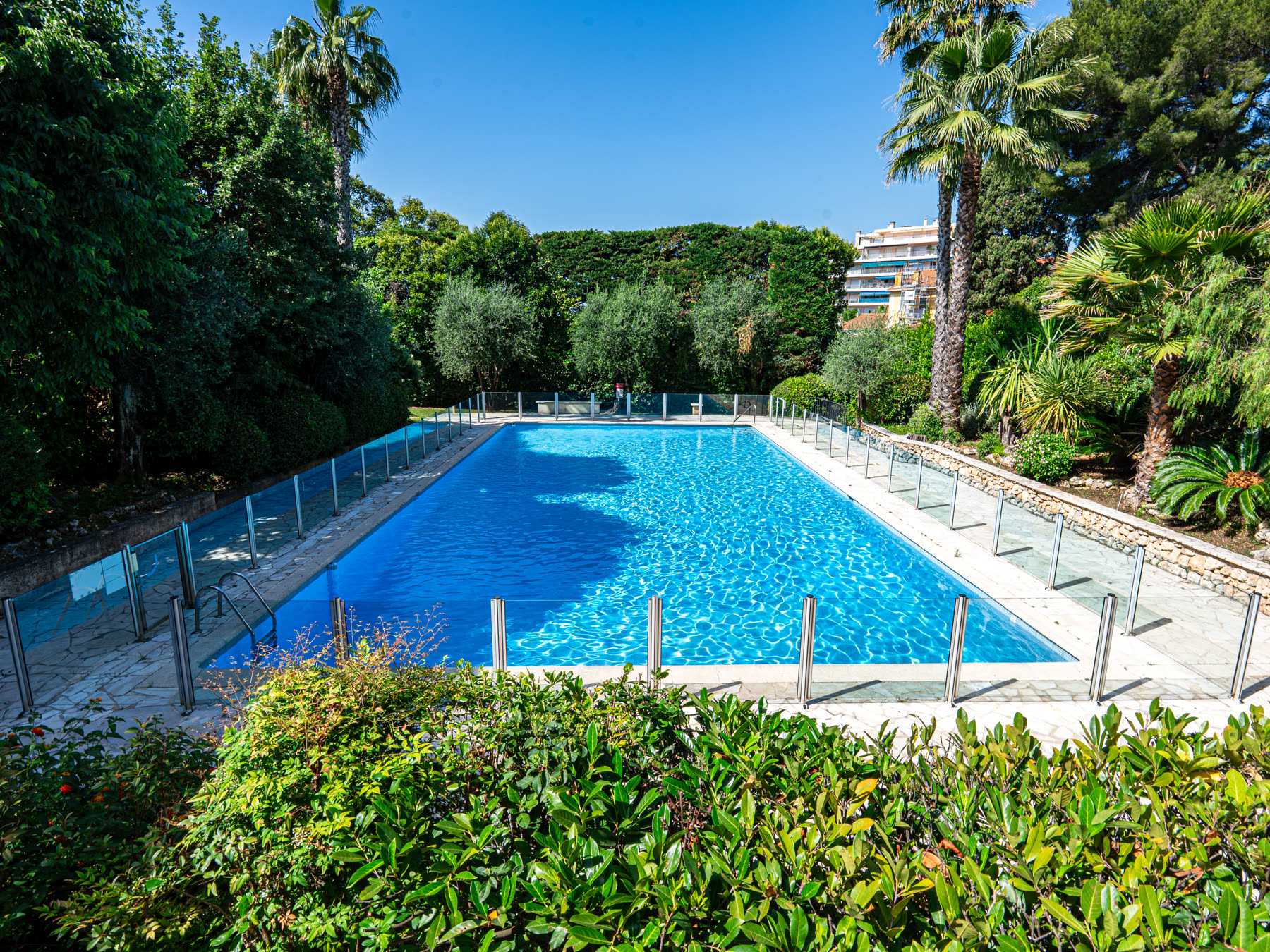 Residence swimming pool surrounded by palms and gardens